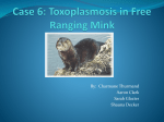 Case 6: Free Living Mink