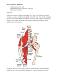 Dance Assignment – Hip Flexors - All assignments must be typed