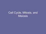 Cell Cycle, Mitosis, and Meiosis