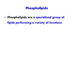 phospho lipids