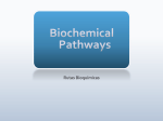 Biochemical Pathways