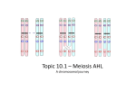 An homologous pair of chromosomes…