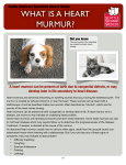 Heart Murmur color - Seattle Veterinary Specialists