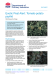 Exotic Pest Alert: Tomato-potato psyllid