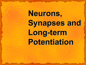 Neurons, Synapses and Long-term Potentiation