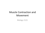 Muscle Contraction and Movement