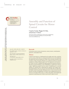 Assembly and Function of Spinal Circuits for Motor Control