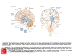 Slide () - Neurology Collection