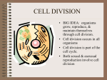 CELL DIVISION