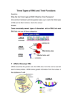 Three Types of RNA and Their Functions