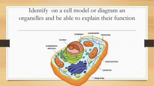 Identify on a cell model or diagram an organelles and be able to
