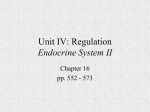 Regulation: Endocrine System II