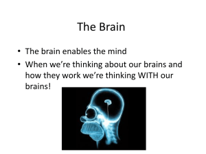 The Brain