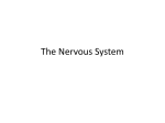 Notes - The Nervous System