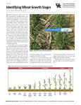 AGR-224: Identifying Wheat Growth Stages
