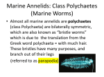 Phylum annelida marine worms