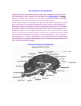 The Anatomy of the Sheep Brain