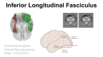 Inferior Longitudinal Fasciculus