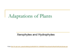 Adaptations of Plants