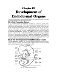 Development of Endodermal Organs Endodermal Organs