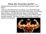 How do muscle work