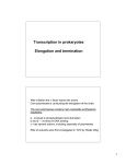 Transcription in prokaryotes Elongation and termination
