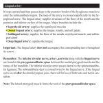 Lingual artery