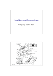 How Neurons Communicate - Computing Science and Mathematics