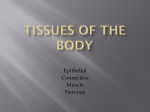 TISSUES OF THE BODY