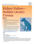 Kidney Failure— Sudden (Acute) Uremia