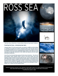 The Ross Sea - Protect Planet Ocean