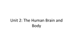 Unit 2: The Human Brain and Body