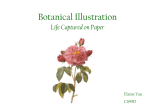 Botanical Illustration - Stanford Computer Graphics