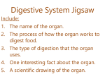 Digestive System Jigsaw