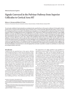 Signals Conveyed in the Pulvinar Pathway from Superior Colliculus