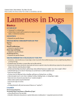 lameness_in_dogs