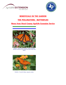 Butterflies in the Garden - AgriLife Extension County Offices