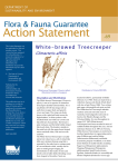 White-browed Treecreeper