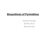 Biosynthesis of Pyrimidines
