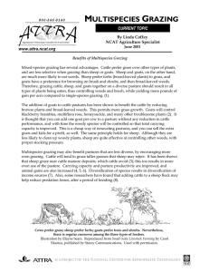 Multispecies Grazing - ATTRA - National Center for Appropriate