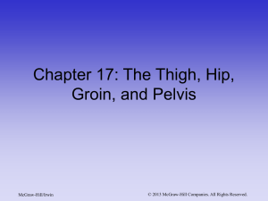 Chapter 21: The Thigh, Hip, Groin, and Pelvis