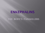 ENKEPHALINS