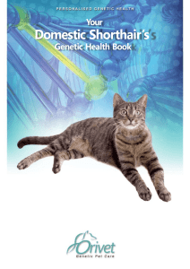 Domestic Shorthair`s - Orivet Genetic Pet Care