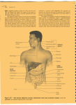 digestive tract diagram - Morgan Park High School