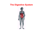 The Digestive System