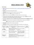 Frog Dissection Lab Sheet