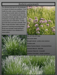 Sesleria autumnalis