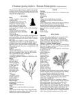 Chamaecyparis pisifera - Sawara Falsecypress (Cupressaceae)