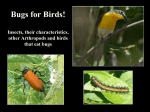 Bugs for Birds! Insects, their characteristics, other Arthropods and