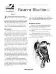 Eastern Bluebirds - Alabama Cooperative Extension System